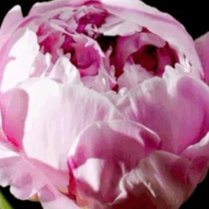 Meet your Posher, Mia